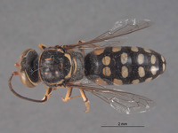 Stictiella terlinguae image