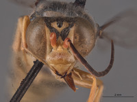 Stictiella terlinguae image