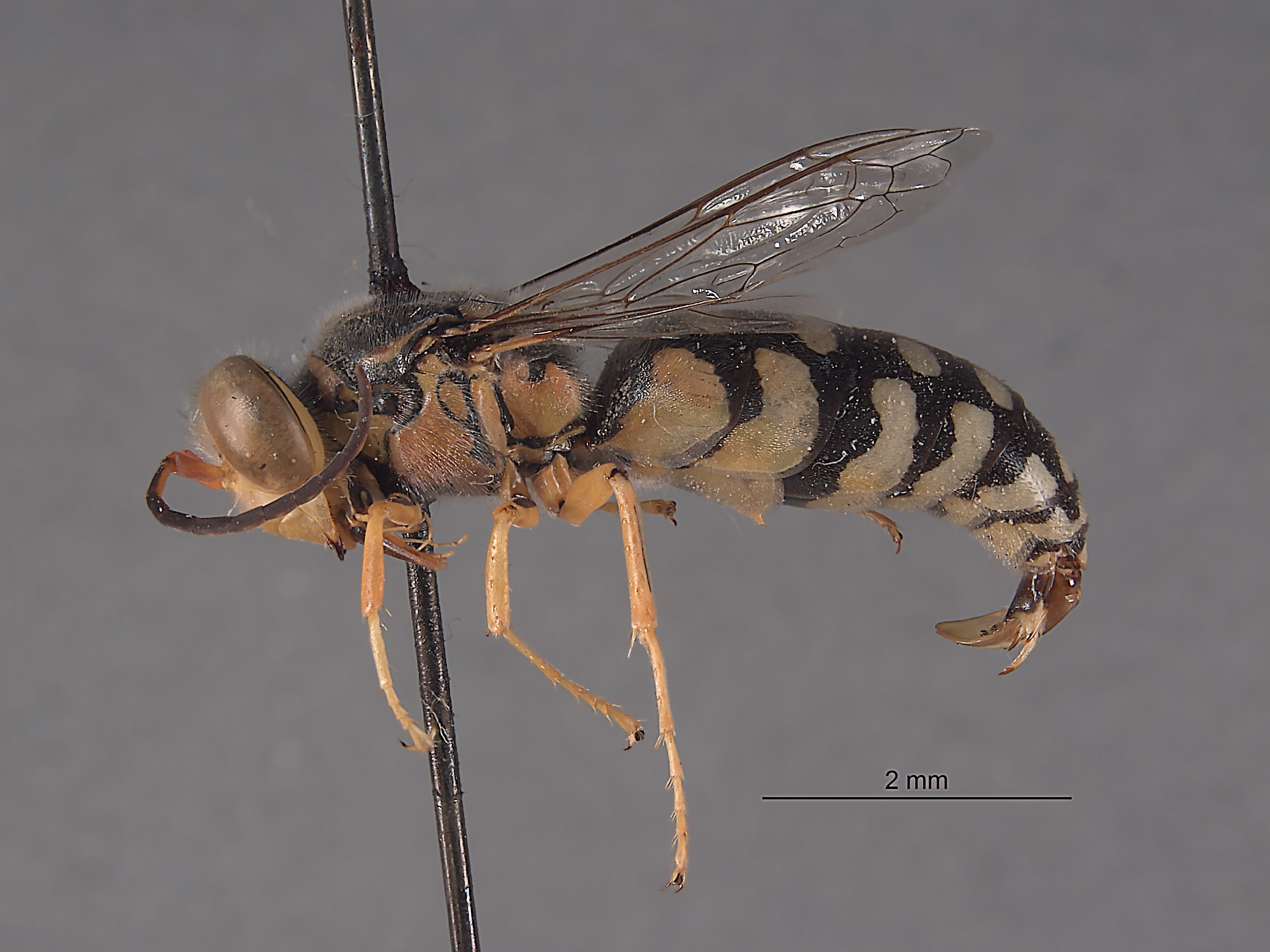 Stictiella terlinguae image