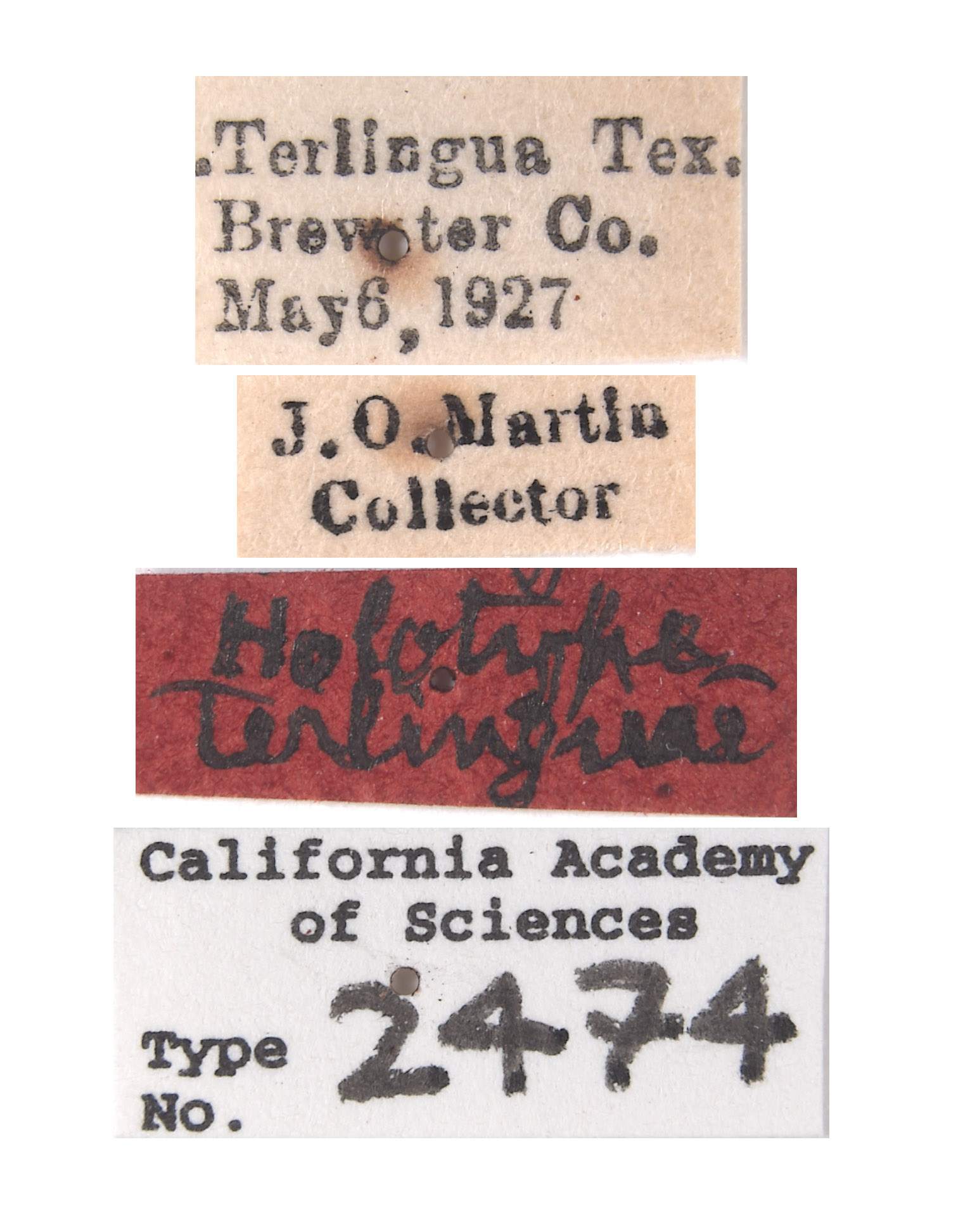 Stictiella terlinguae image