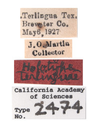 Stictiella terlinguae image