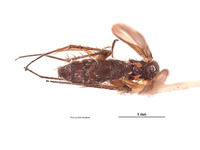 Leia nigricornis image