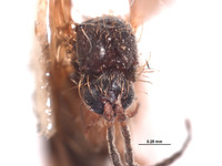 Leia nigricornis image