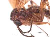 Leia nigricornis image