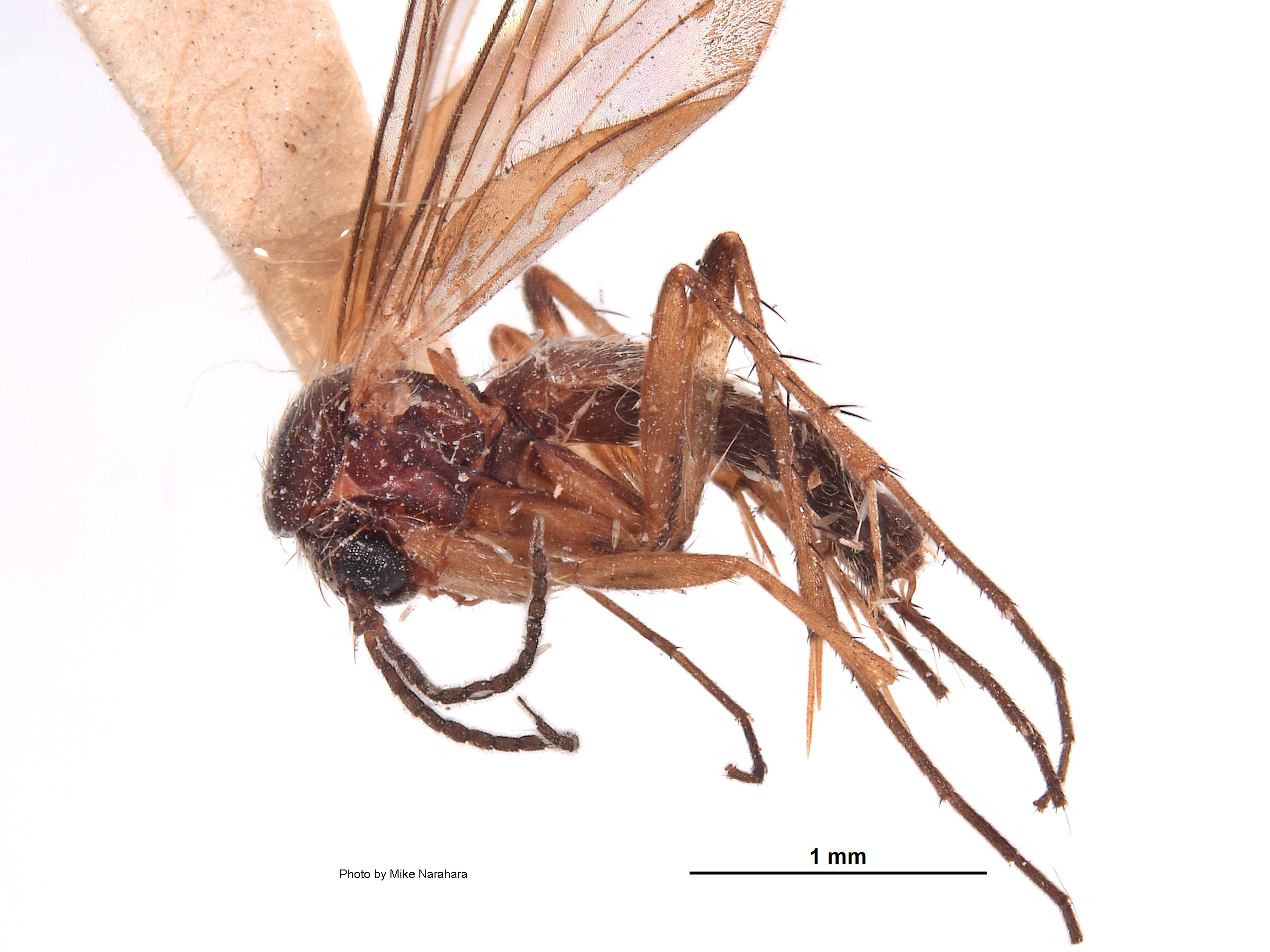 Mycetophilidae image