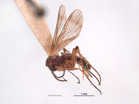 Leia nigricornis image