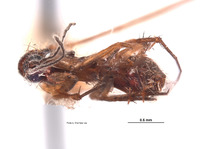 Leia nigricornis image