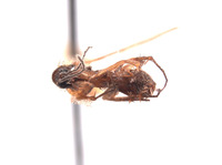 Leia nigricornis image