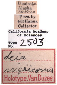 Leia nigricornis image