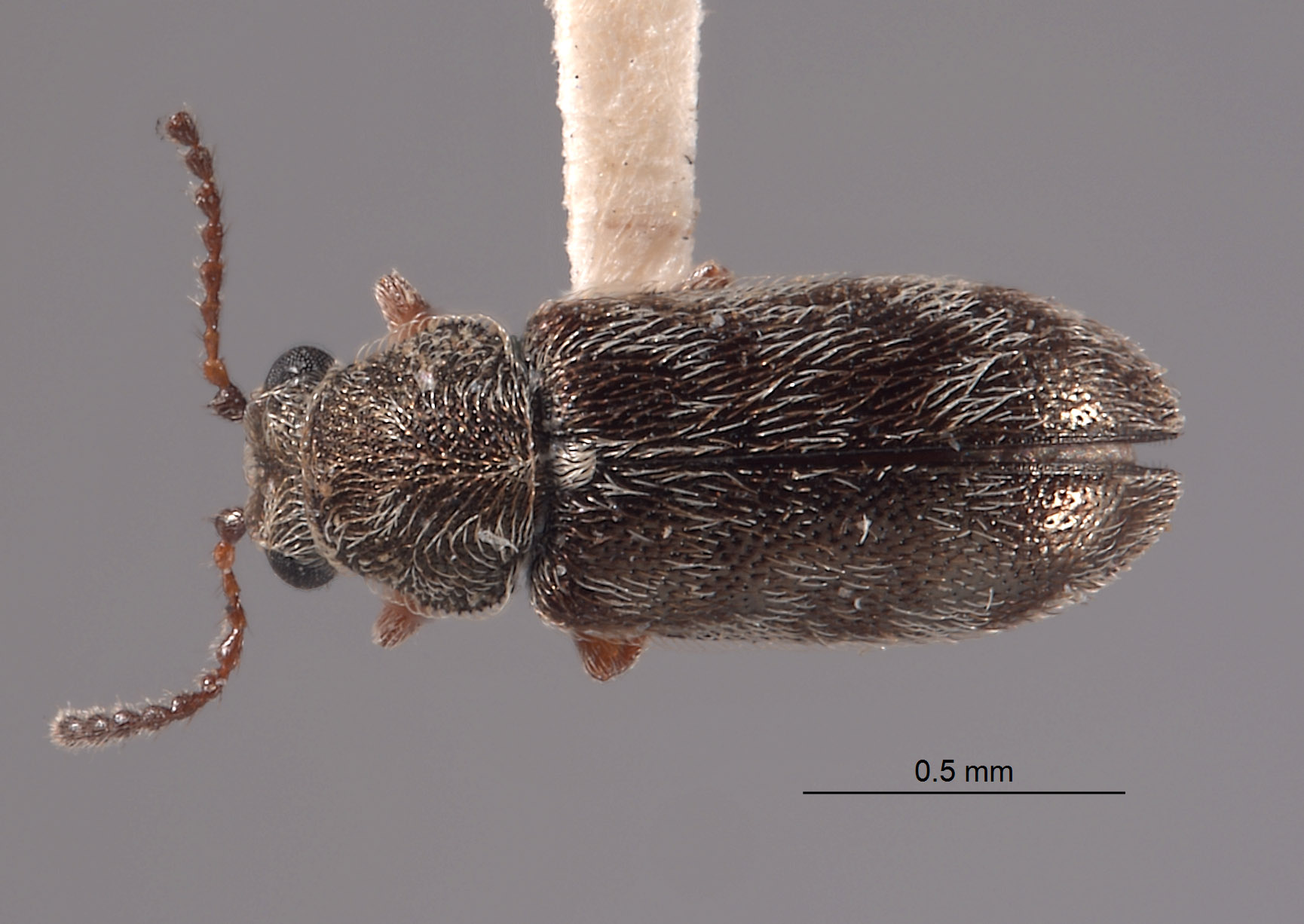 Listrus longicornis image