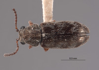 Listrus longicornis image