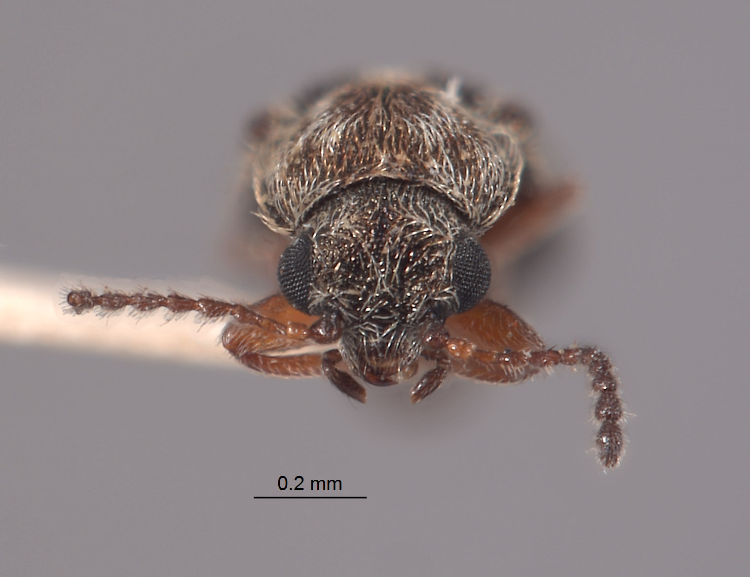 Listrus longicornis image