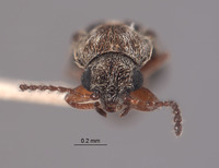 Listrus longicornis image