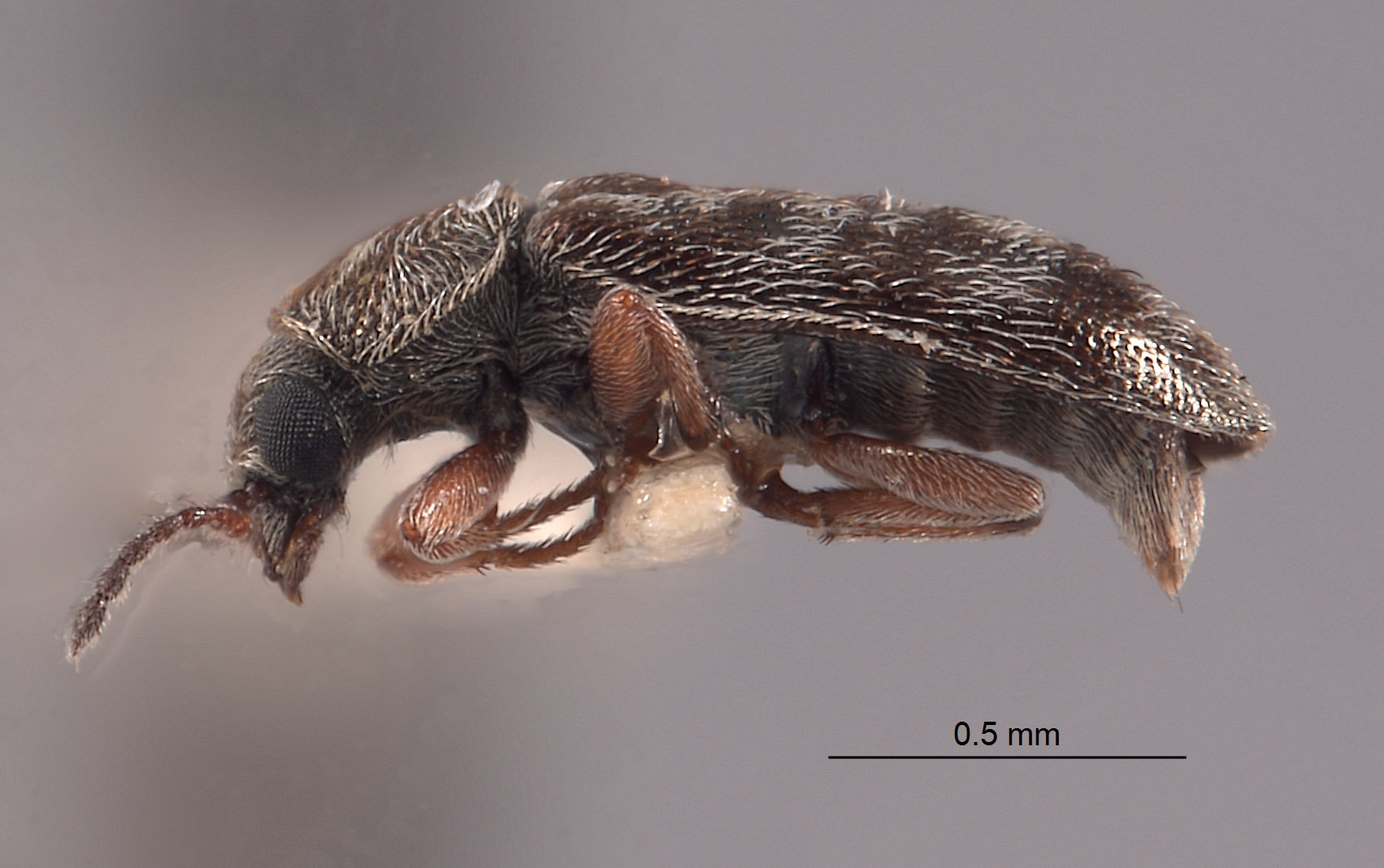Listrus longicornis image