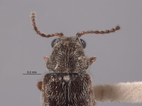 Listrus longicornis image