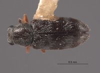 Listrus pictipes image