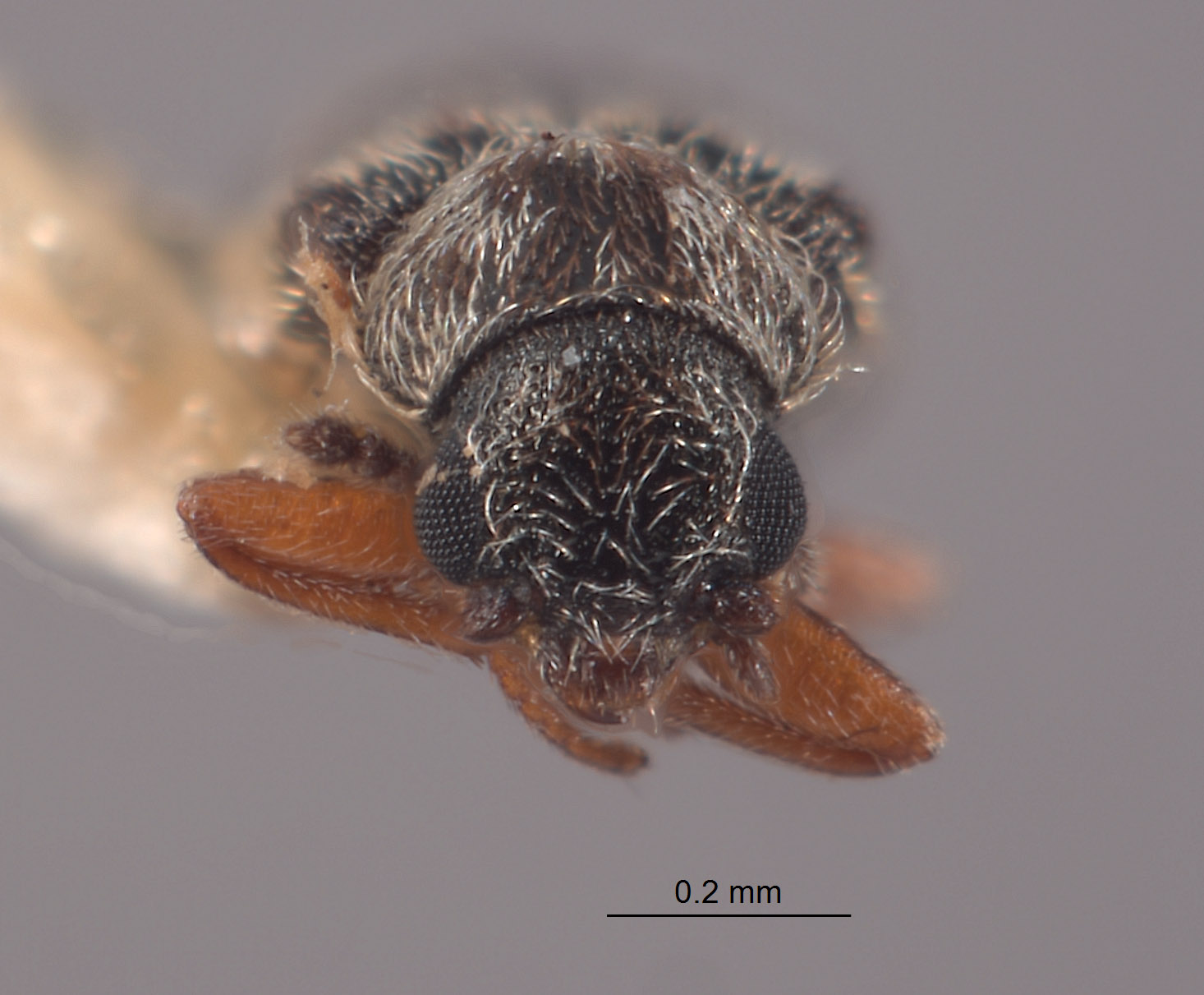 Listrus pictipes image