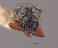 Listrus pictipes image