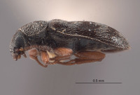 Listrus pictipes image