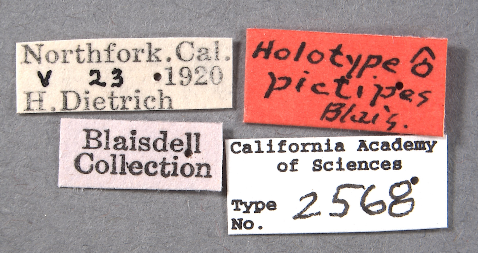 Listrus pictipes image