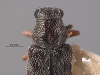 Image of Listrus pictipes