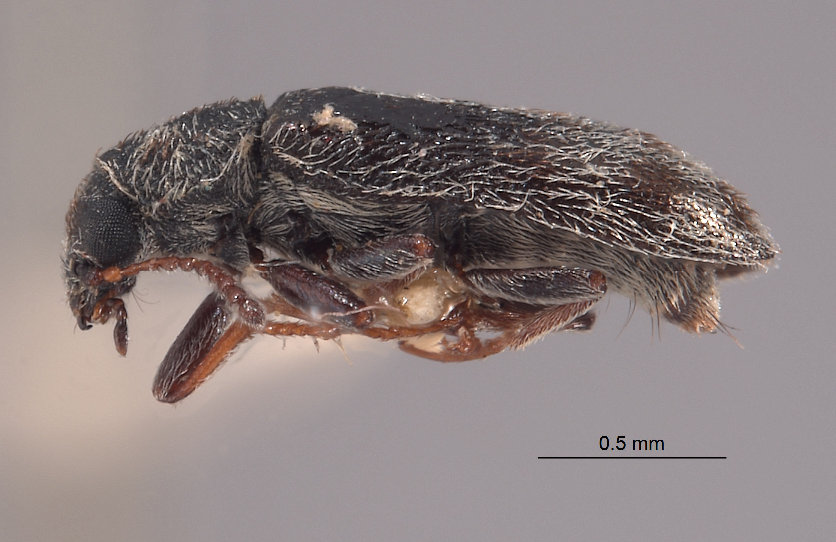 Listrus falli image