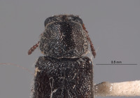 Image of Listrus falli