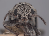 Image of Listrus lanei