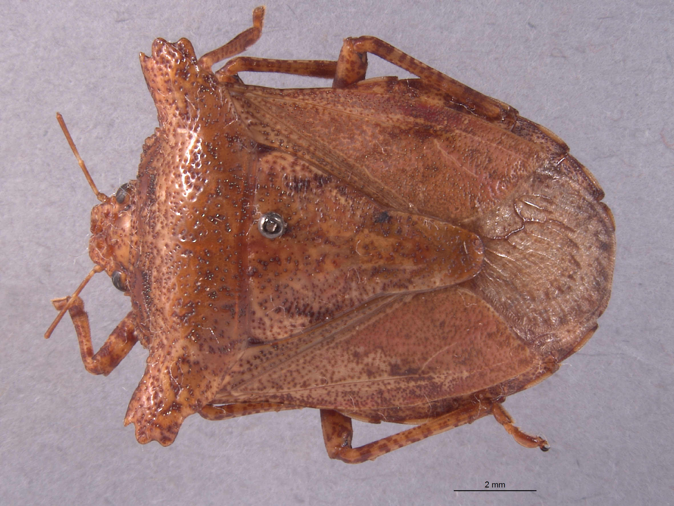 Placosternum tumidum image