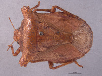 Placosternum tumidum image