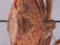 Placosternum tumidum image