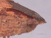 Placosternum tumidum image