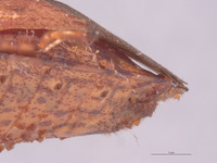 Placosternum tumidum image