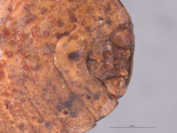 Placosternum tumidum image