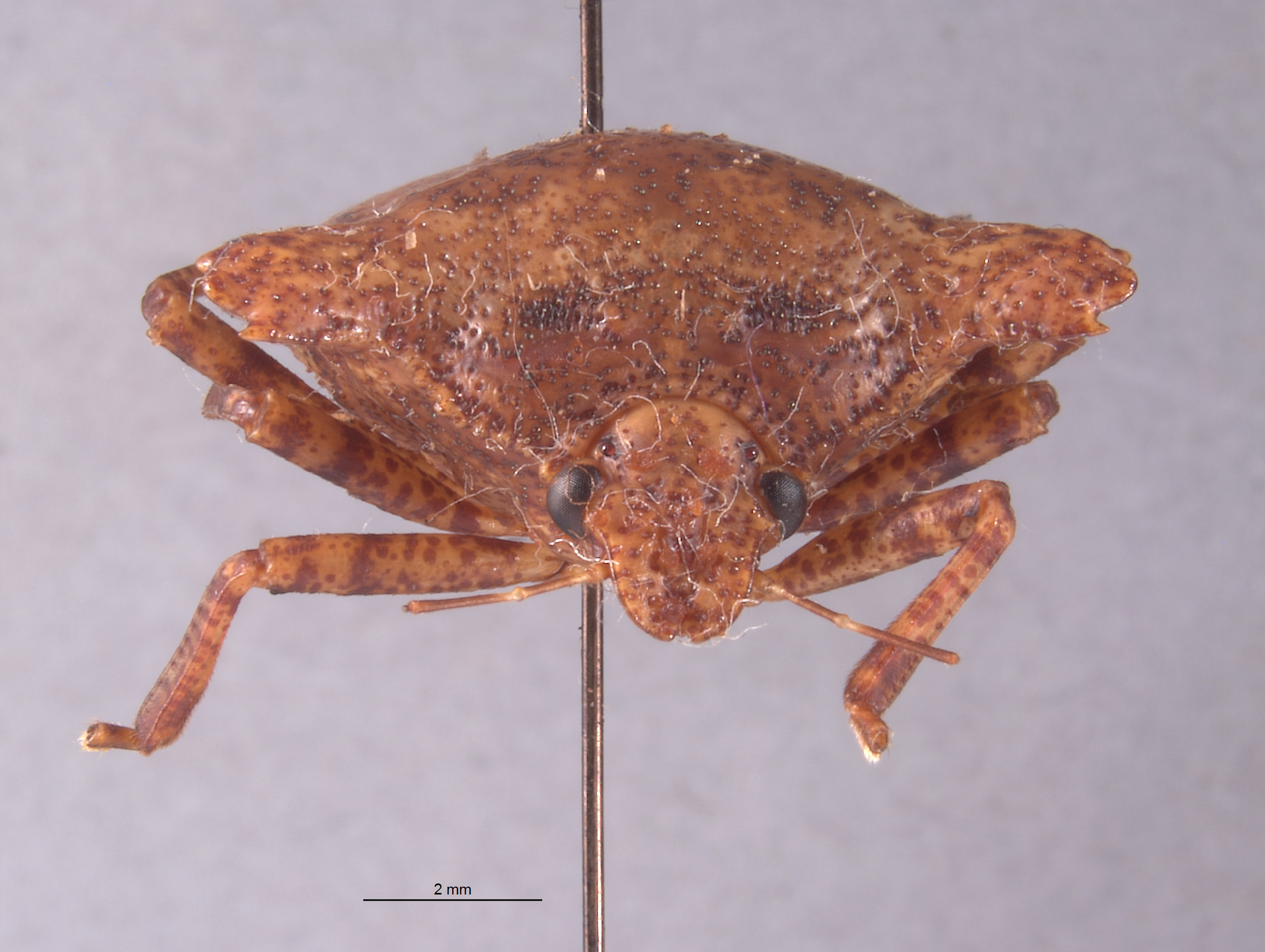 Placosternum image