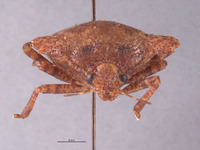 Placosternum tumidum image