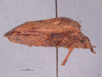 Placosternum tumidum image