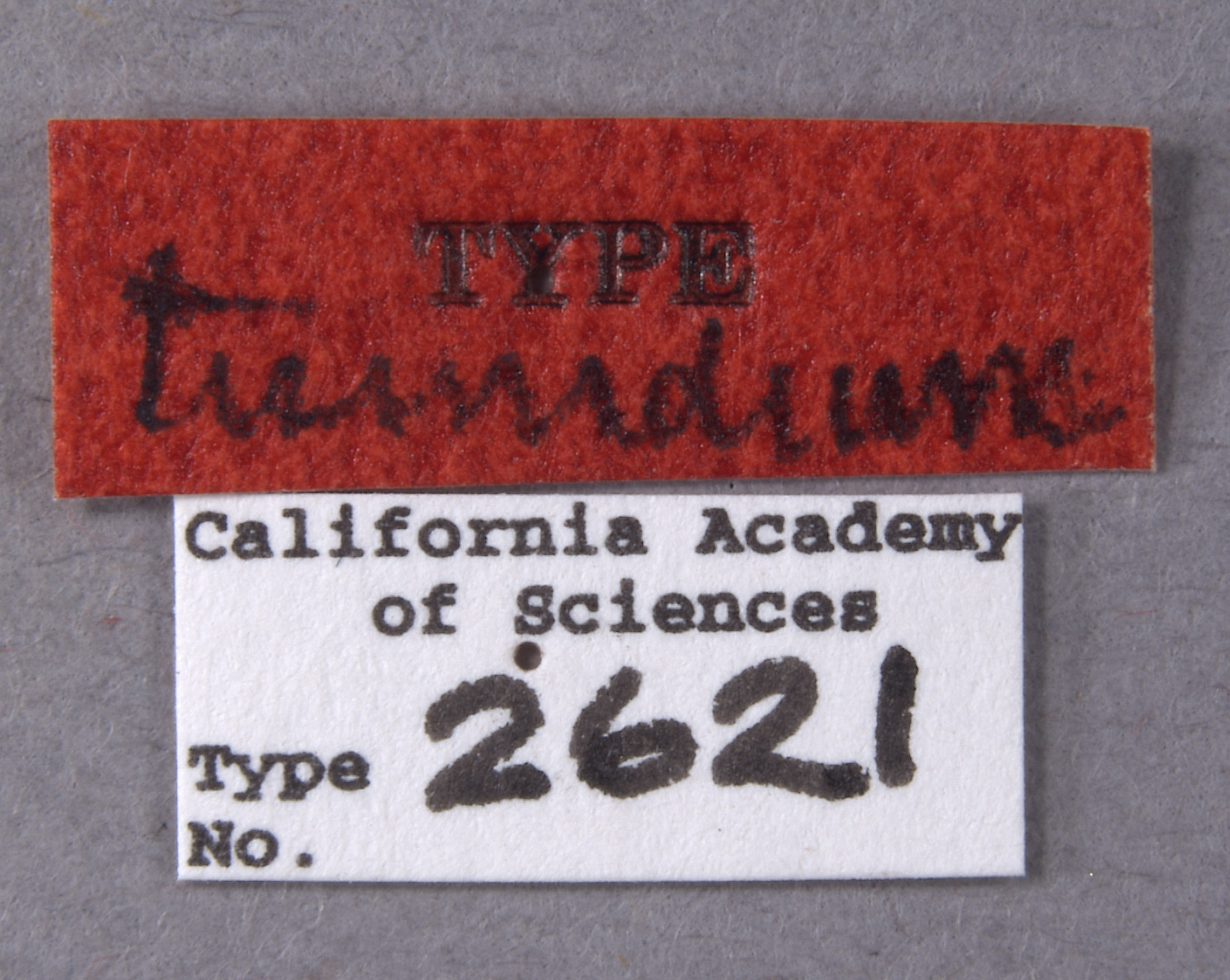 Placosternum tumidum image