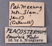 Placosternum tumidum image