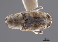 Cylindrocopturus vanduzeei image