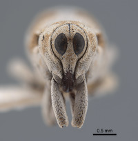 Cylindrocopturus vanduzeei image