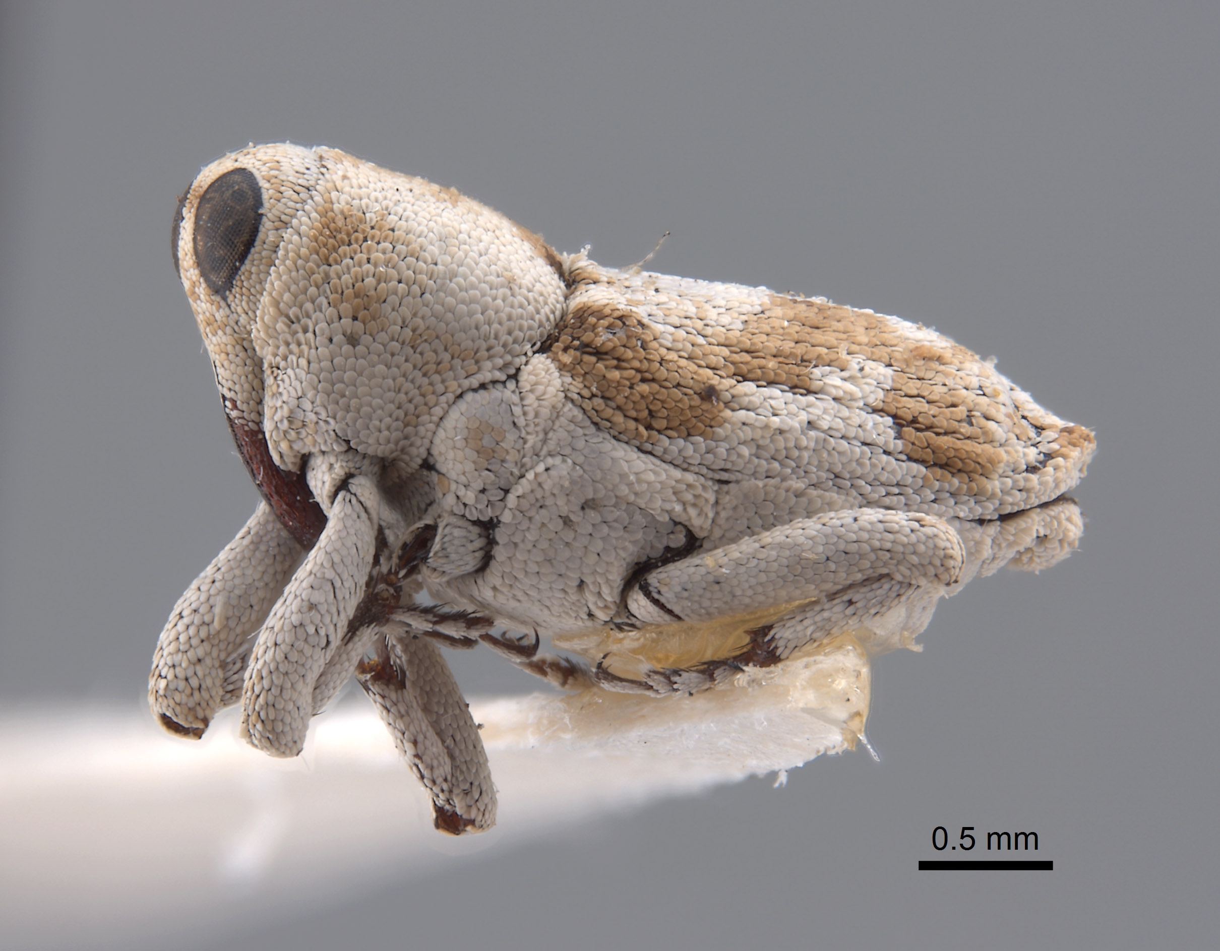 Cylindrocopturus vanduzeei image