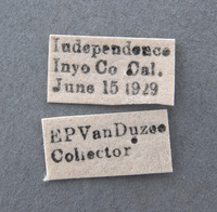 Cylindrocopturus vanduzeei image