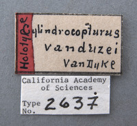 Cylindrocopturus vanduzeei image