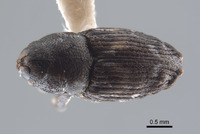 Cylindrocopturus crassus image