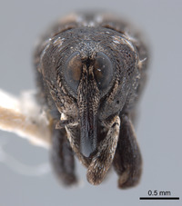 Cylindrocopturus crassus image