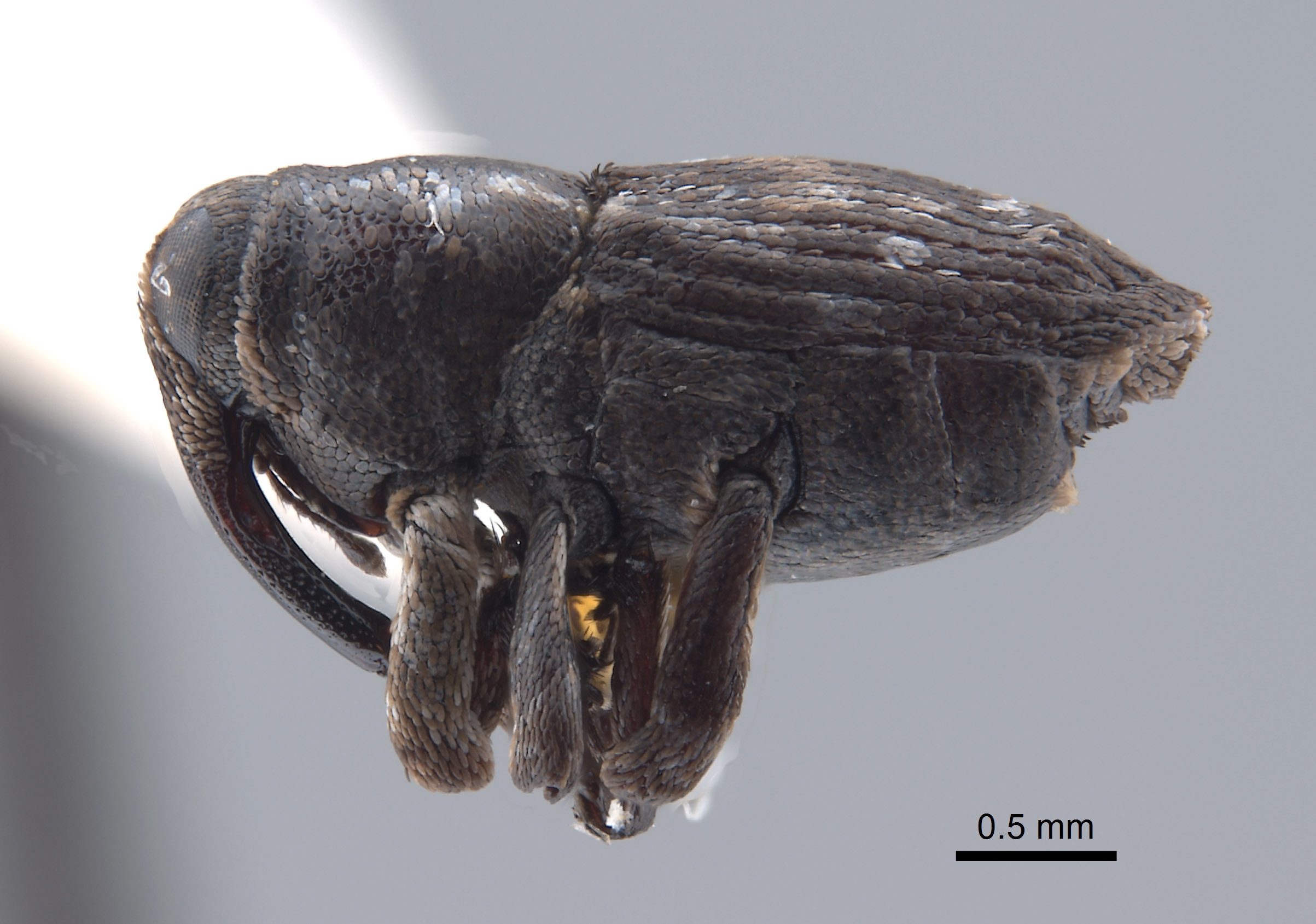 Cylindrocopturus crassus image