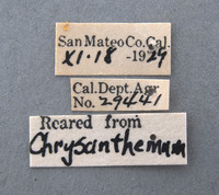 Cylindrocopturus crassus image