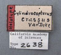 Cylindrocopturus crassus image