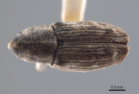 Cylindrocopturus hemizoniae image